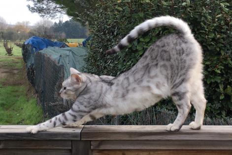 Alerta de Desaparición Gato Macho , 10 años Coulaures Francia Alerta de Desaparición Gato Macho , 10 años Coulaures Francia